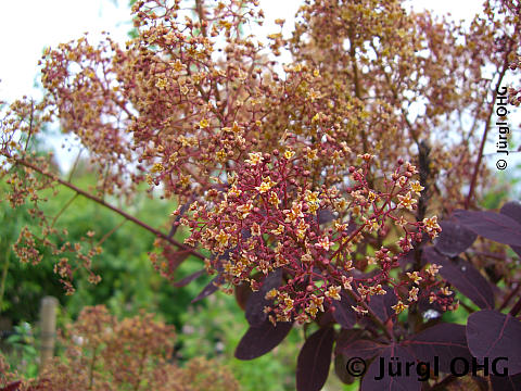 Cotinus coggygria 'Royal Purple', Roter Perückenstrauch 'Royal Purple'