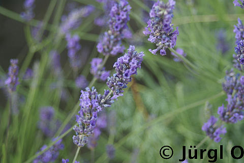 Lavandula angustifolia, Echter Lavendel