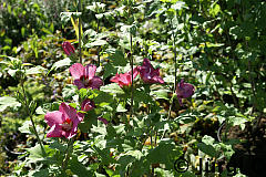 Hibiscus 'Woodbridge', Garteneibisch 'Woodbridge'