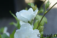 Hibiscus 'White Chiffon'®, Garteneibisch 'White Chiffon'®