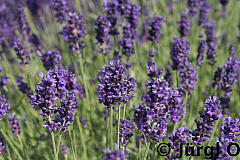 Lavandula angustifolia 'Hidcote Blue', Lavendel 'Hidcote Blue'