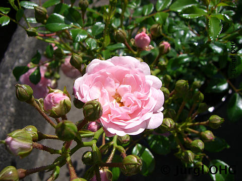 Rosa 'The Fairy'®, Bodendeckerrose 'The Fairy'®
