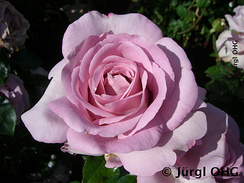 Rosa 'La Rose du Petit Prince®, Strauchrose 'La Rose du Petit Prince'®