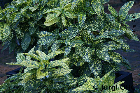 Aucuba japonica 'Crotonifolia', Japanische Aucube 'Crotonifolia'