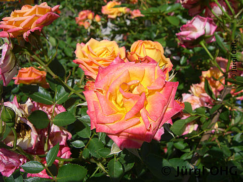 Rosa 'Little Sunset'®, Zwergrose 'Little Sunset'®