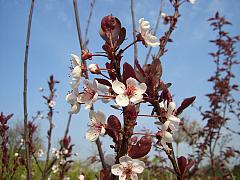 Prunus cistena, Zwergblutpflaume