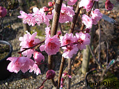 Prunus cerasifera 'Pleniflora', Gefülltblühende Wildpflaume 'Pleniflora'