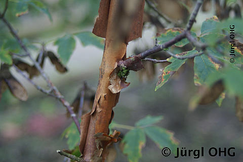 Acer griseum, Zimtahorn