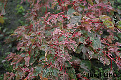Acer conspicuum 'Red Flamingo', Rotrindiger Strauchahorn 'Red Flamingo'