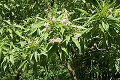 Chitalpa taschkentensis, Schmalblättriger Trompetenbaum