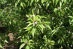 Chitalpa taschkentensis, Schmalblättriger Trompetenbaum