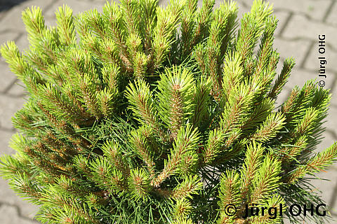 Pinus nigra austriaca, Österreichische Schwarzkiefer