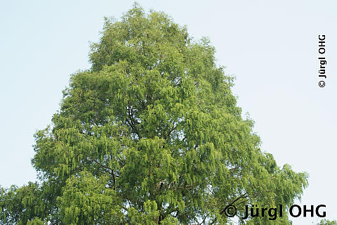 Metasequoia glyptostroboides, Chinesisches Rotholz 