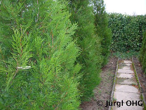 Thuja plicata 'Atrovirens', Grüner Riesen-Lebensbaum 'Atrovirens'
