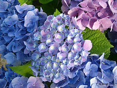 Hydrangea macrophylla 'Forever and Ever'®, Ball-, Bauernhortensie 'Forever and Ever'®
