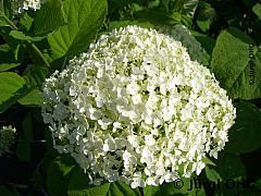 Hydrangea arborescens 'The Strong Annabelle'® Incrediball®, Freilandhortensie 'The Strong Annabelle'® Incrediball®