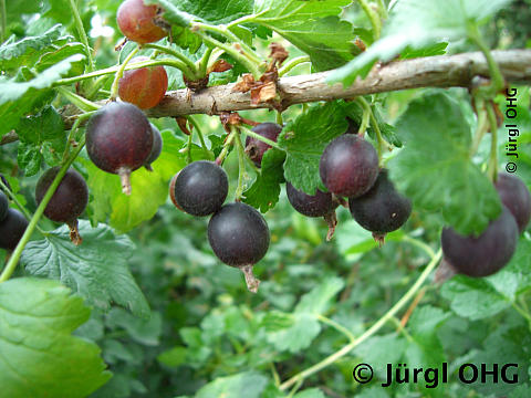 Ribes nigrum 'Rosenthals Langtraubige', schwarze Johannisbeere 'Rosenthals Langtraubige'