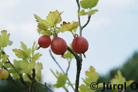 Ribes uva-crispa 'Spinefree', Rote Stachelbeere 'Spinefree'
