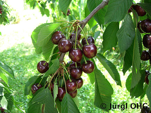 Prunus avium 'Knorpelkirsche Lapins', Süßkirsche 'Knorpelkirsche Lapins', selbstbefruchtend