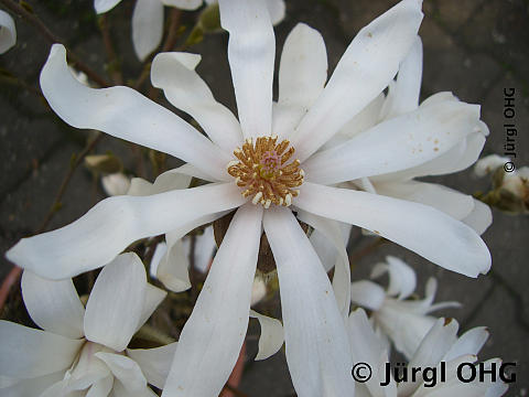 Magnolia stellata, Sternmagnolie