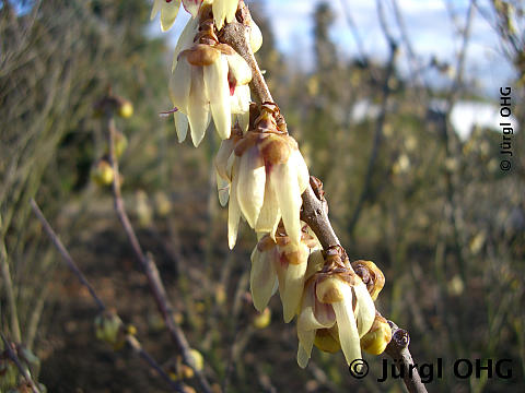 Chimonanthus praecox, Winterblüte