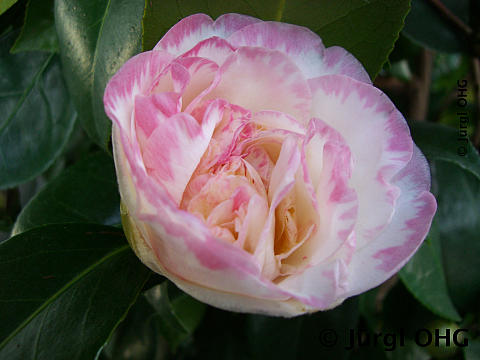Camellia japonica 'Margaret Davis', Kamelie 'Margaret Davis'