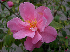 Camellia rusticana x lutchuensis 'Fragrant Pink', Kamelie 'Fragrant Pink'