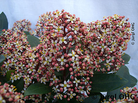 Skimmia japonica 'Rubella', Japanische Blütenskimmie 'Rubella'