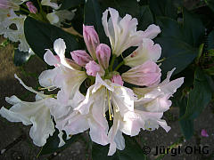 Rhododendron Hybride 'Cunningham's White', Rhododendron 'Cunningham's White'