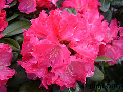 Rhododendron yakushimanum 'Morgenrot', Rhododendron 'Morgenrot'