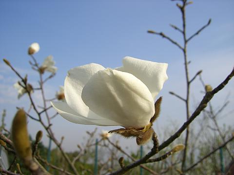 Magnolia kobus, Kobushimagnolie