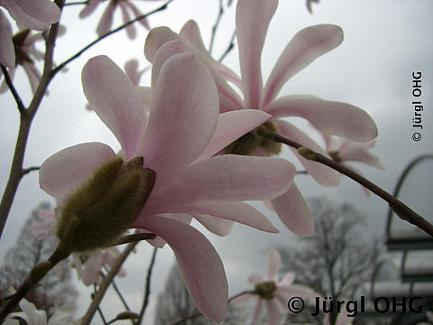 Magnolia x loebneri 'Leonard Messel', Rosa Sternmagnolie 'Leonard Messel'