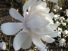 Magnolia x loebnerie 'Wildcat', Großblumige Sternmagnolie 'Wildcat'