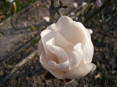 Magnolia x loebnerie 'Merrill', Große Sternmagnolie 'Merrill'