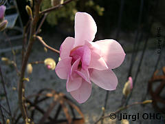 Magnolia stellata 'Rosea', Rosa Sternmagnolie 'Rosea'