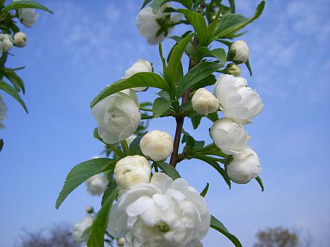 Prunus glandulosa 'Alboplena', Gefülltblühende Chinakirsche 'Alboplena'