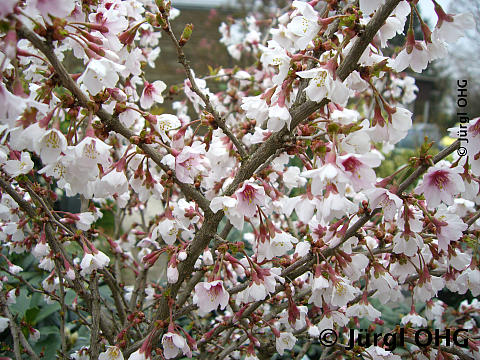 Prunus incisa 'Kojou-no-mai', Geschlitzte Kirsche 'Kojou-no-mai'