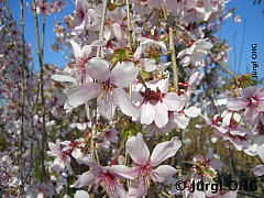 Prunus incisa 'Pendula', Geschlitzte Kirsche 'Pendula'
