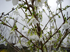 Prunus incisa 'Yamadei', Geschlitzte Kirsche 'Yamadei'
