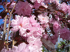 Prunus serrulata 'Royal Burgundy'®, Japanische Nelkenkirsche 'Royal Burgundy'®