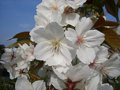 Prunus serrulata 'Taihaku', Weiße Zierkirsche 'Taihaku'