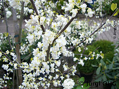 Cercis canadensis 'Royal White'®, Weißblühender Judasbaum 'Royal White'®