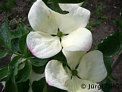 Cornus kousa 'Venus'®, Japanischer Blumenhartriegel 'Venus'®