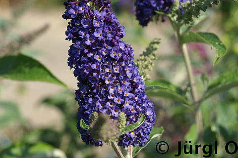 <tmpl_var article_image_description | HTML >