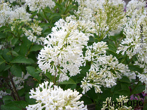 <tmpl_var article_image_description | HTML >