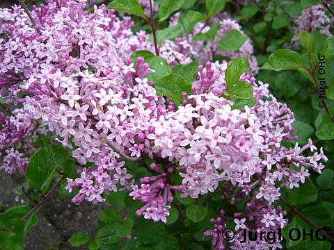 <tmpl_var article_image_description | HTML >