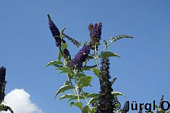 <tmpl_var article_image2_description | HTML >