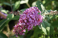 <tmpl_var article_image3_description | HTML >