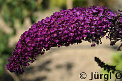 <tmpl_var article_image4_description | HTML >