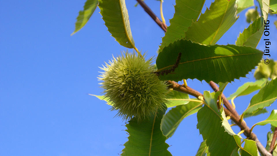 Castanea sativa, Esskastanie